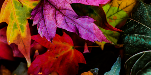 Cómo cuidar el jardín en otoño con herramientas STIHL | Campomar